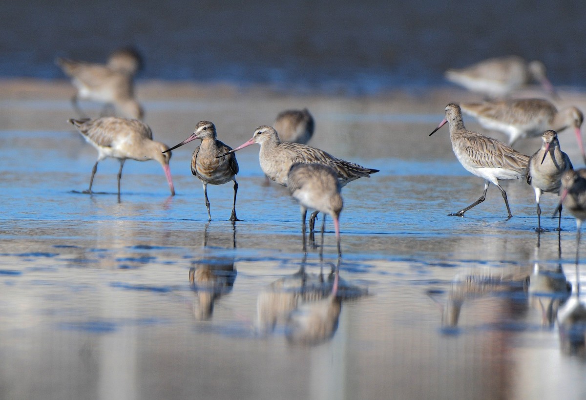 Hudsonian Godwit - ML620205888