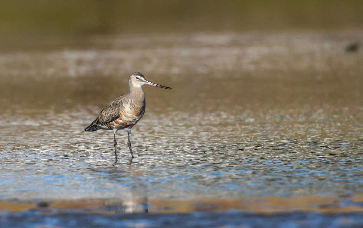 Hudsonian Godwit - ML620205889