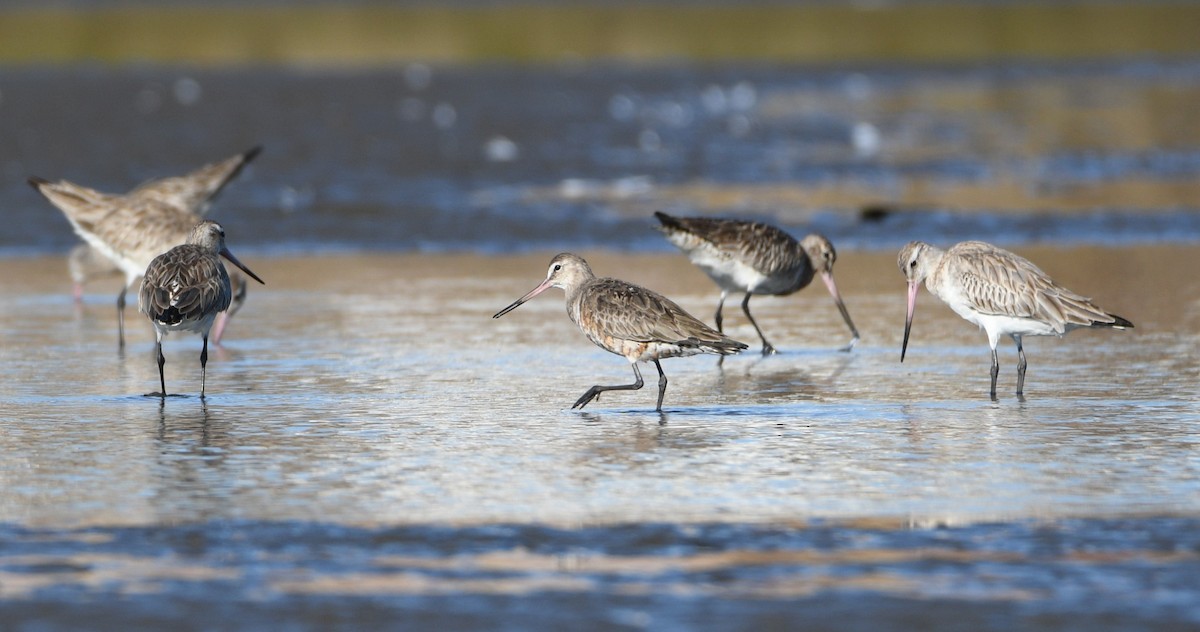 Hudsonian Godwit - Michael Daley