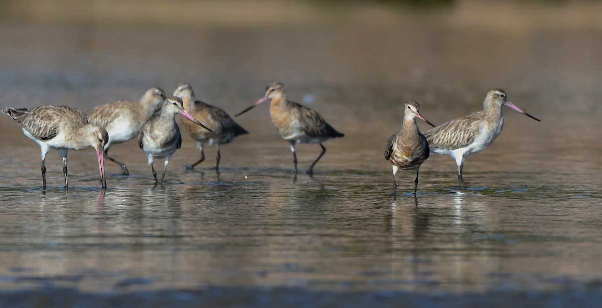 Hudsonian Godwit - ML620205892