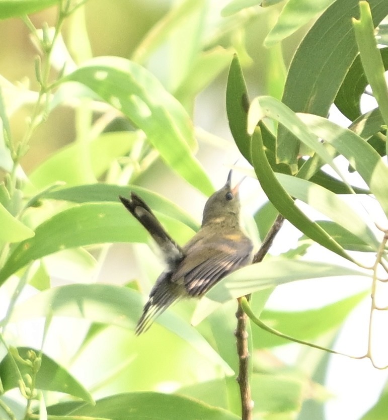 Nectariniidae sp. (sunbird sp.) - ML620205899