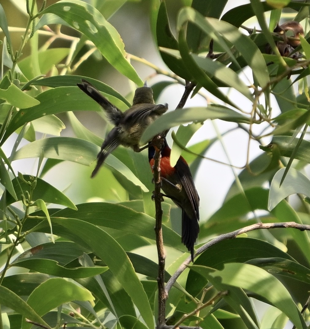 tanımsız nektarkuşu (Nectariniidae sp.) - ML620205900