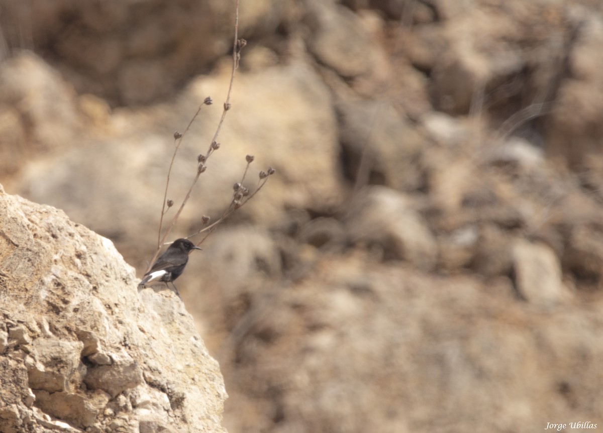 Black Wheatear - ML620205912