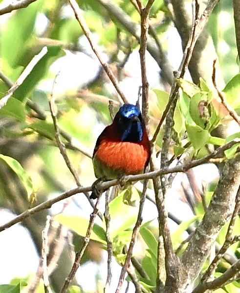 Black-throated Sunbird - ML620205918