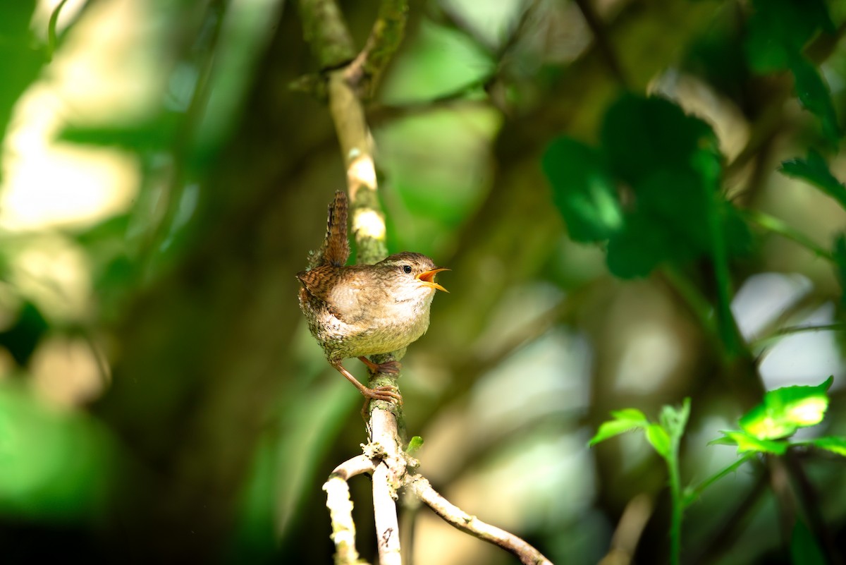 Eurasian Wren - ML620205925