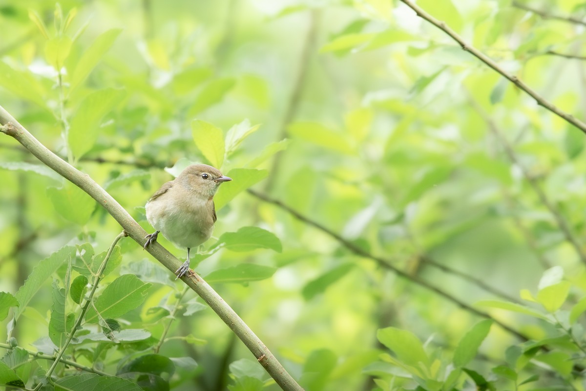 Garden Warbler - ML620205930