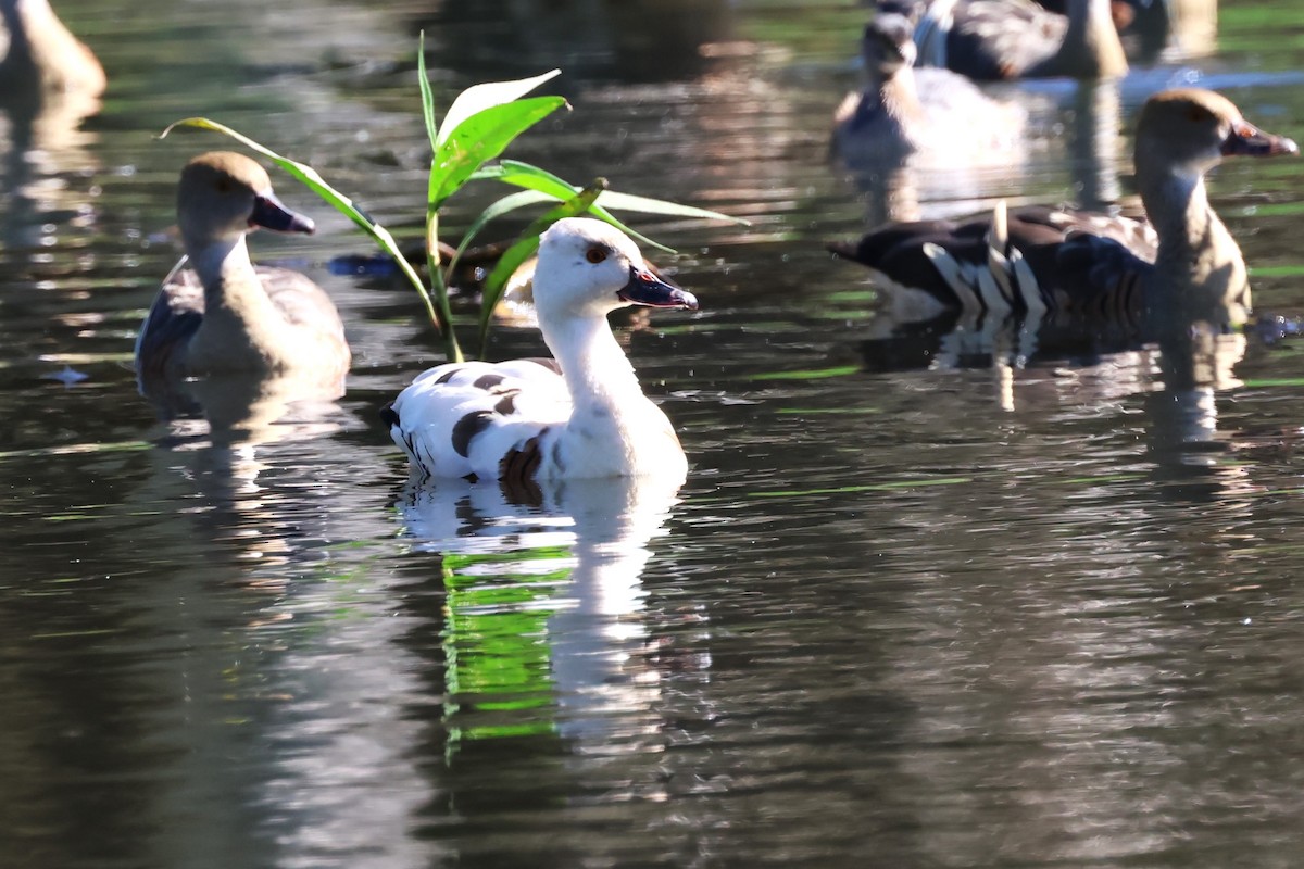 Plumed Whistling-Duck - ML620205932