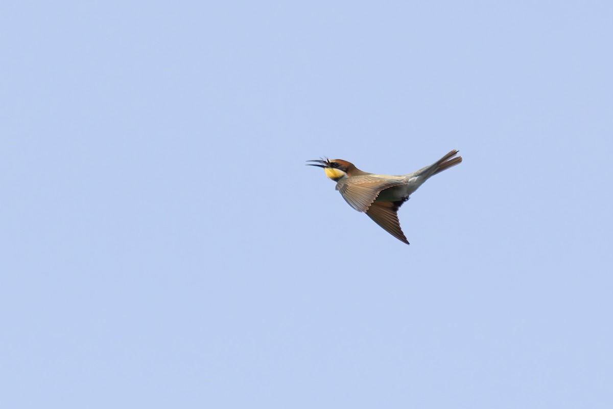 European Bee-eater - ML620205934