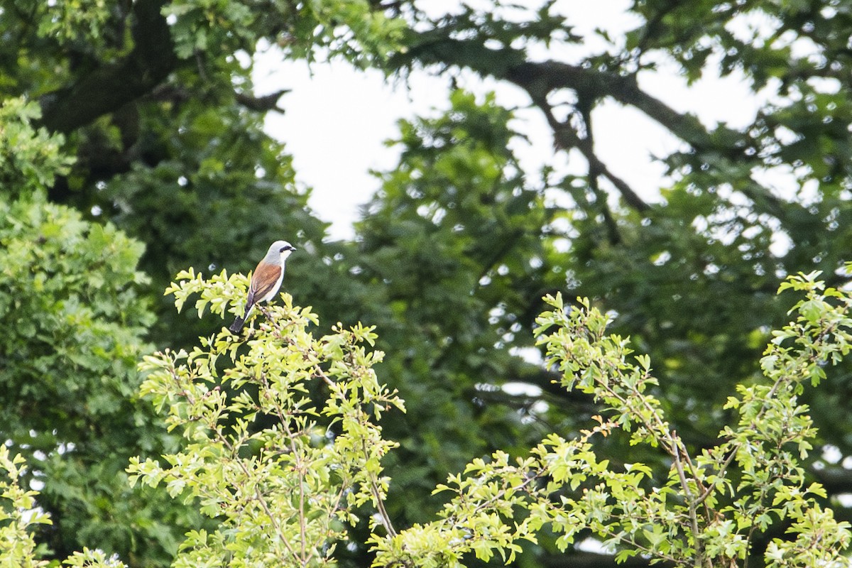 Red-backed Shrike - ML620205935