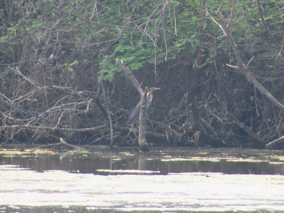 Black Bittern - ML620205938