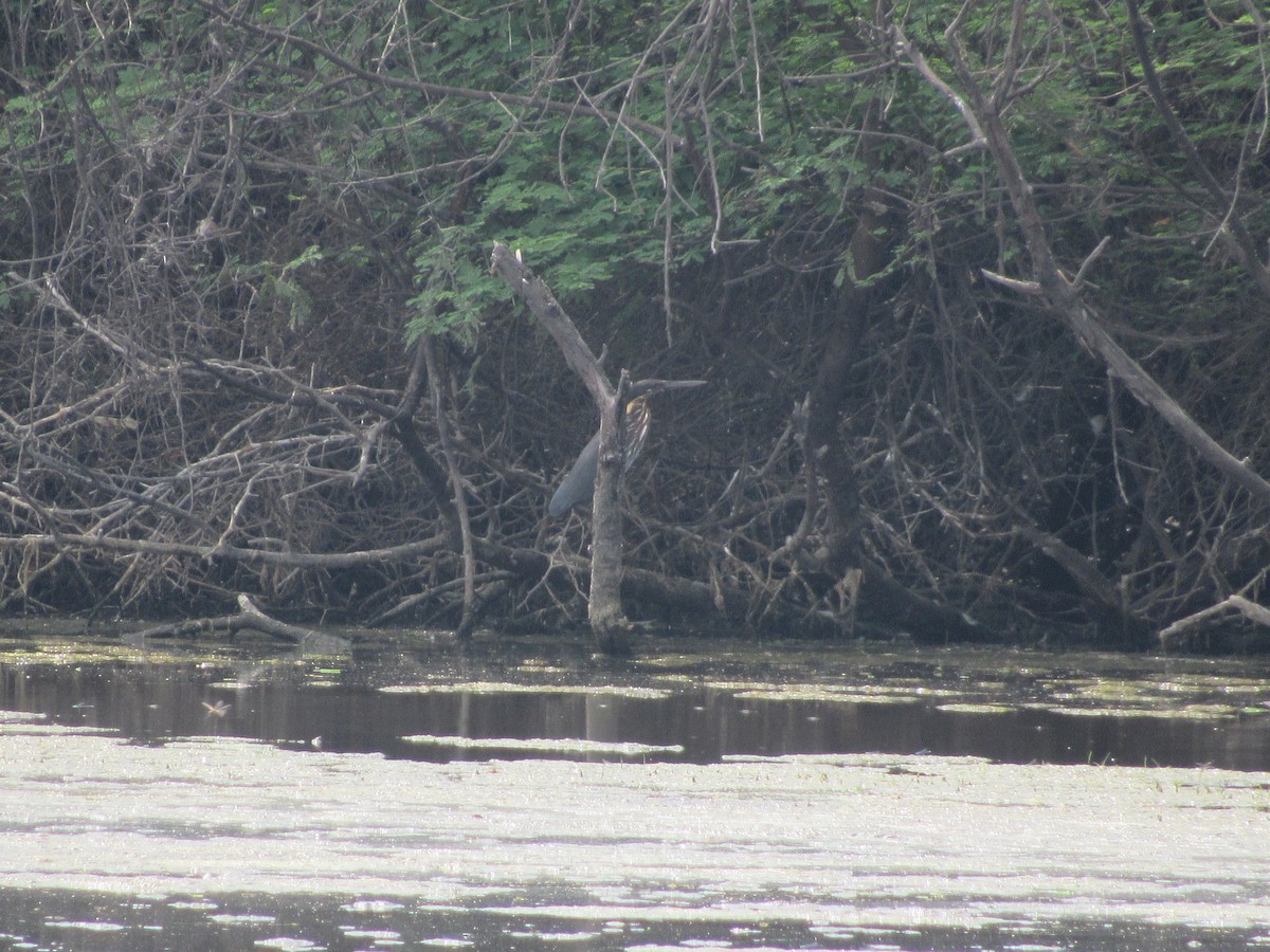 Black Bittern - ML620205939