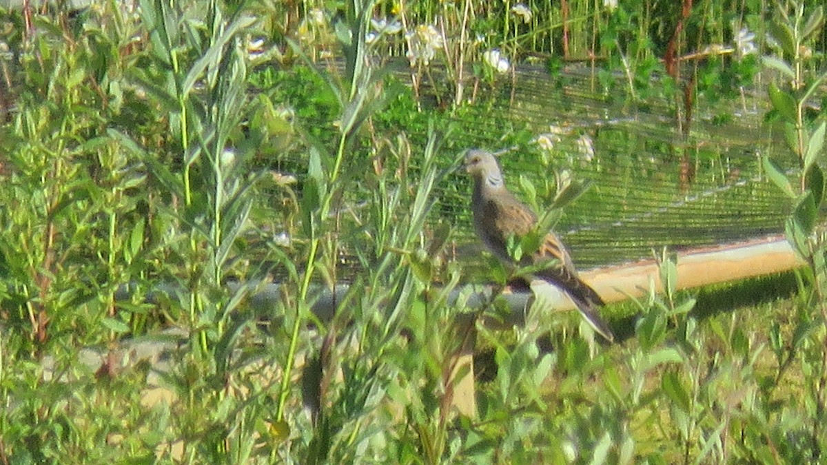 European Turtle-Dove - ML620205944