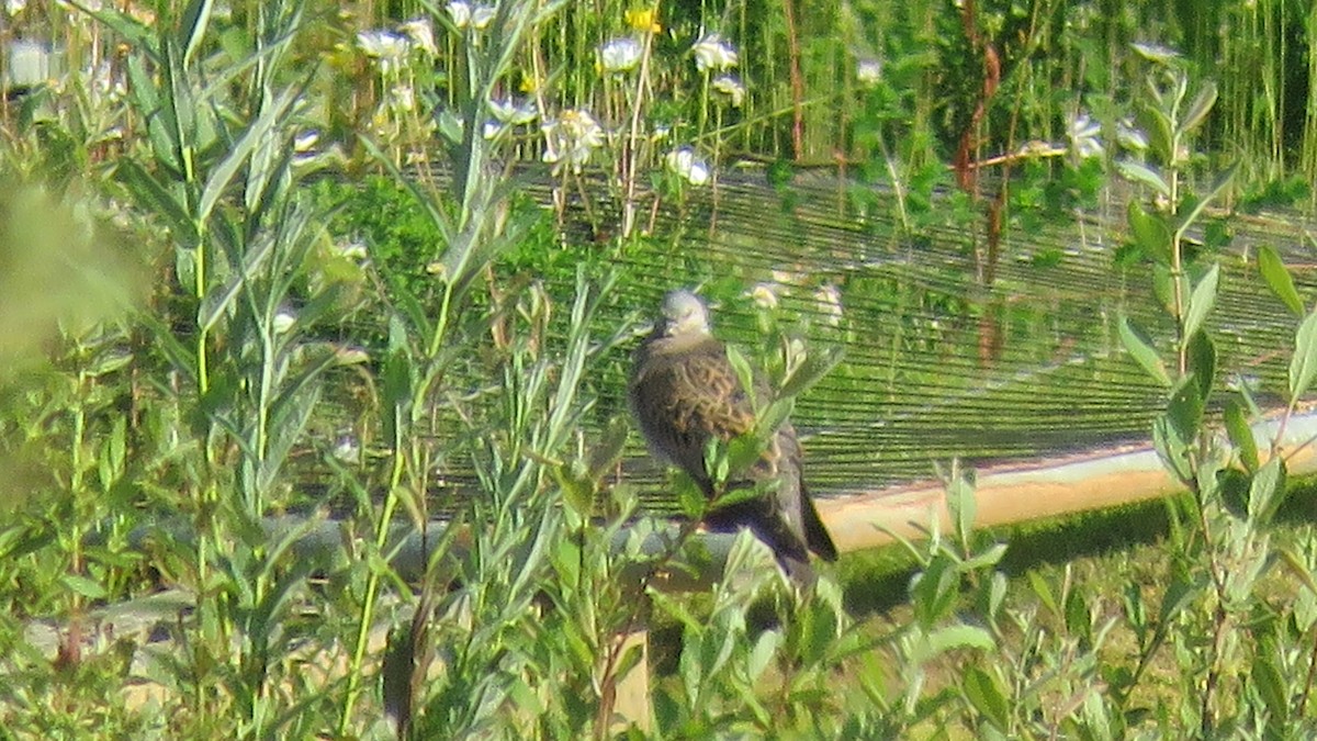 European Turtle-Dove - Ian Jones