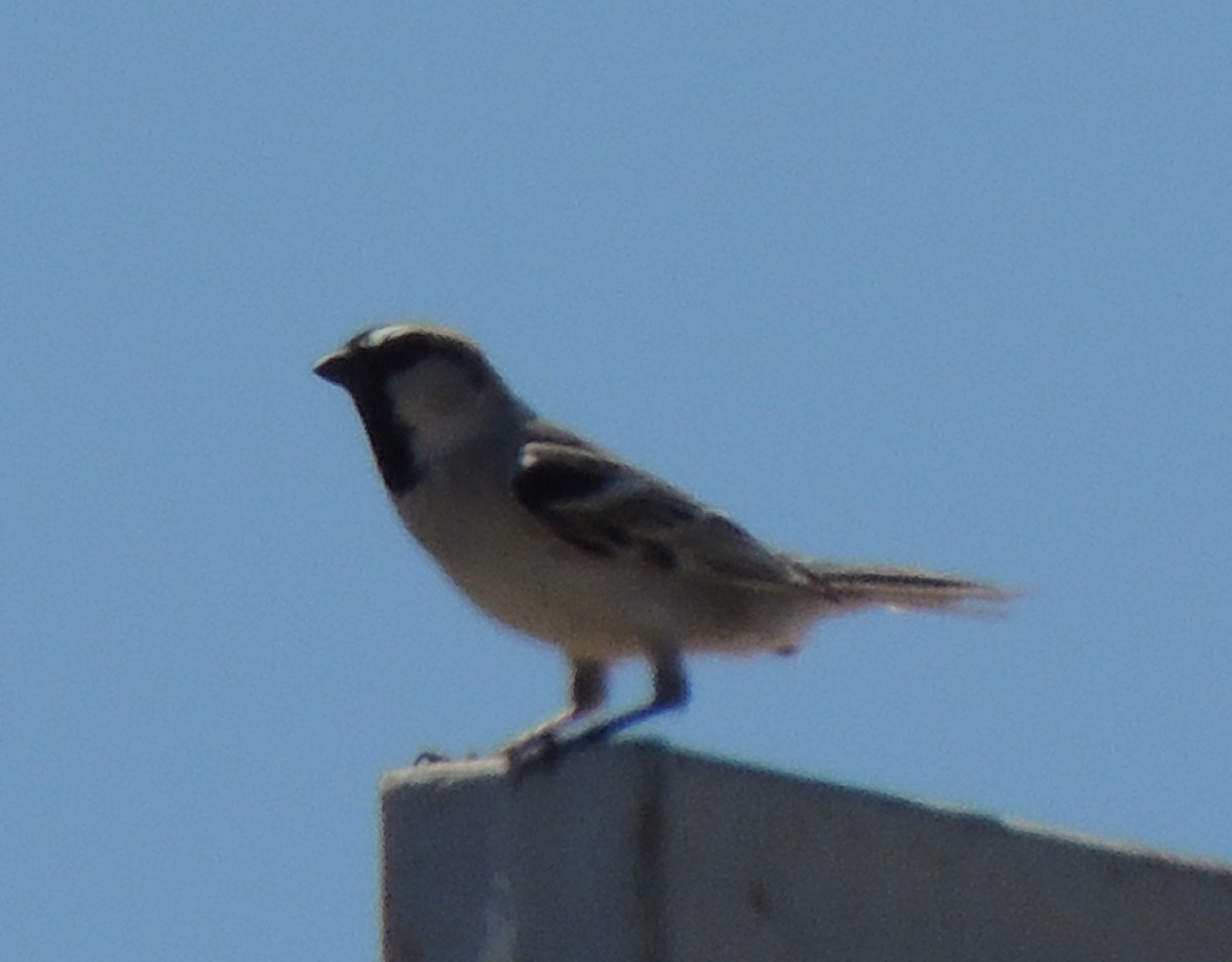 Saxaul Sparrow - ML620205957