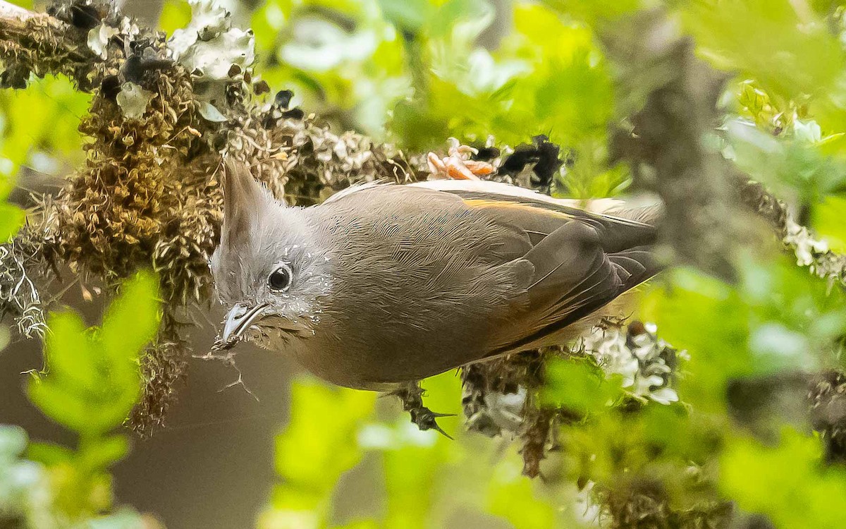 Stripe-throated Yuhina - ML620205961