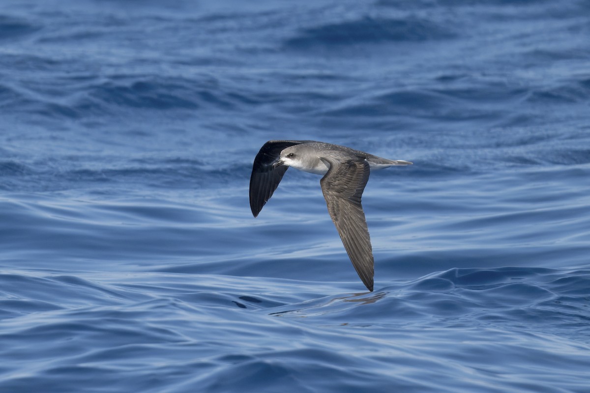 Zino's Petrel - ML620205974