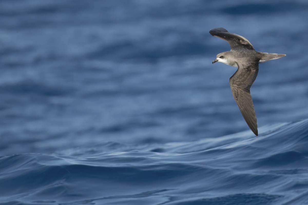 Zino's Petrel - ML620205981