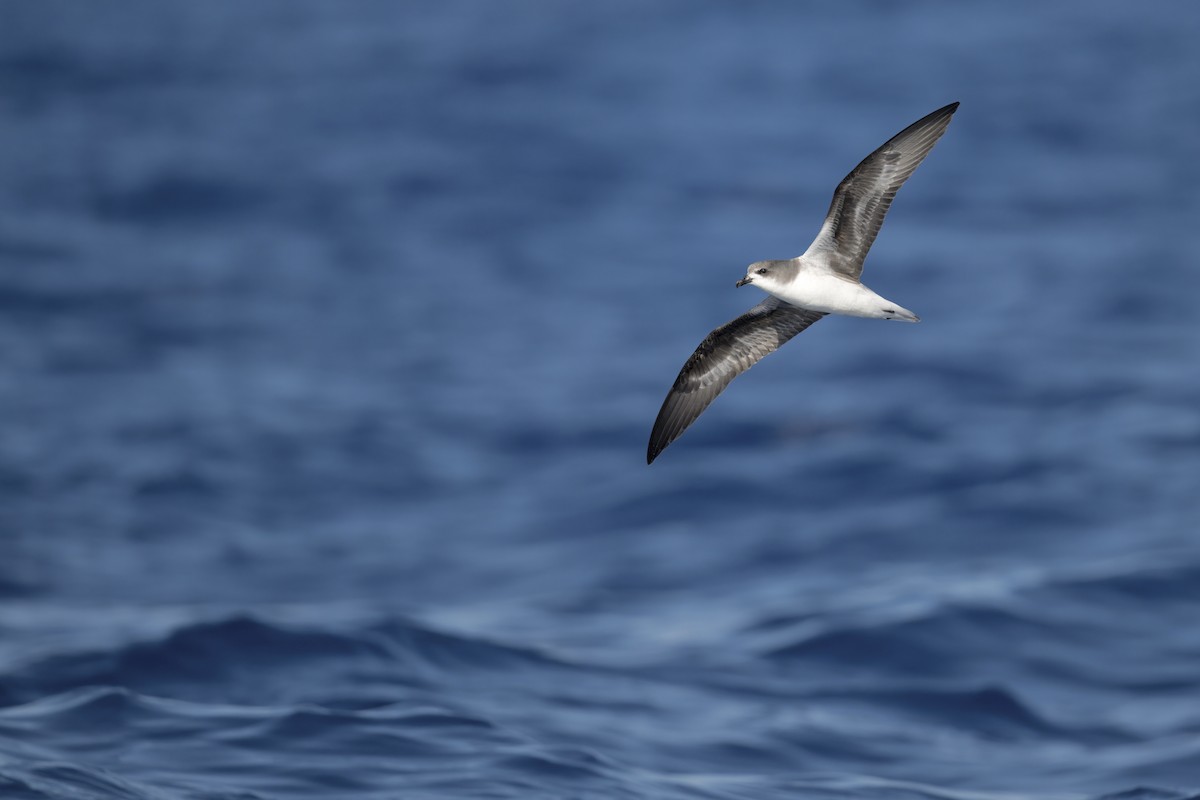 Zino's Petrel - Anonymous