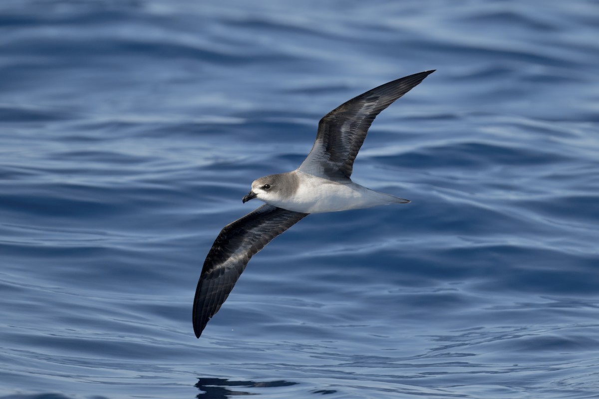 Zino's Petrel - ML620205988