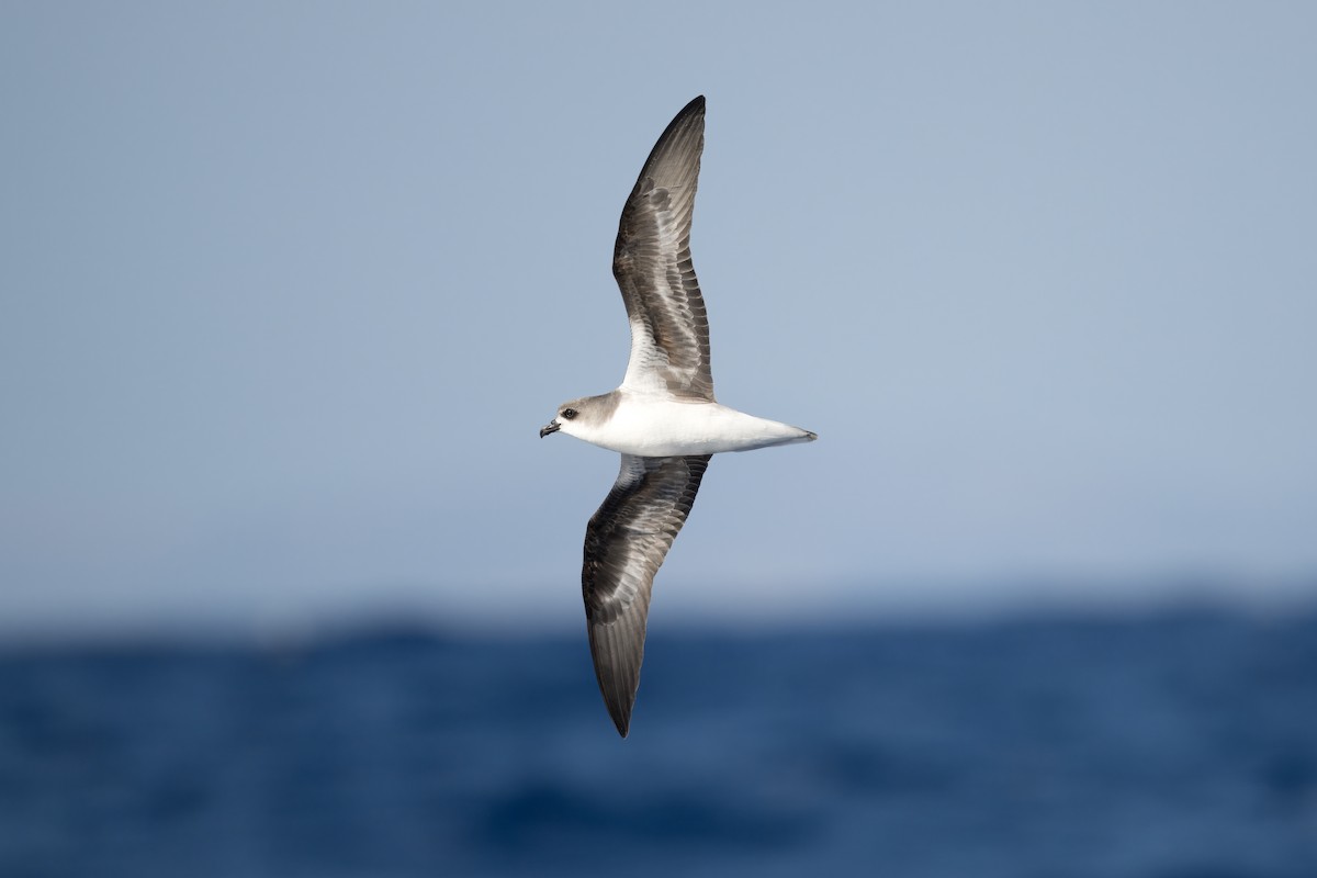 Fea's Petrel (Desertas) - ML620205990