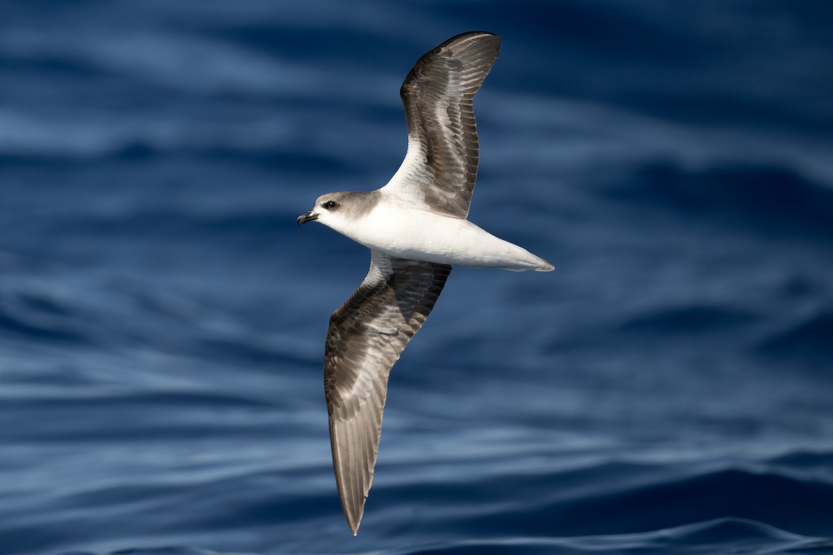 Zino's Petrel - ML620205991