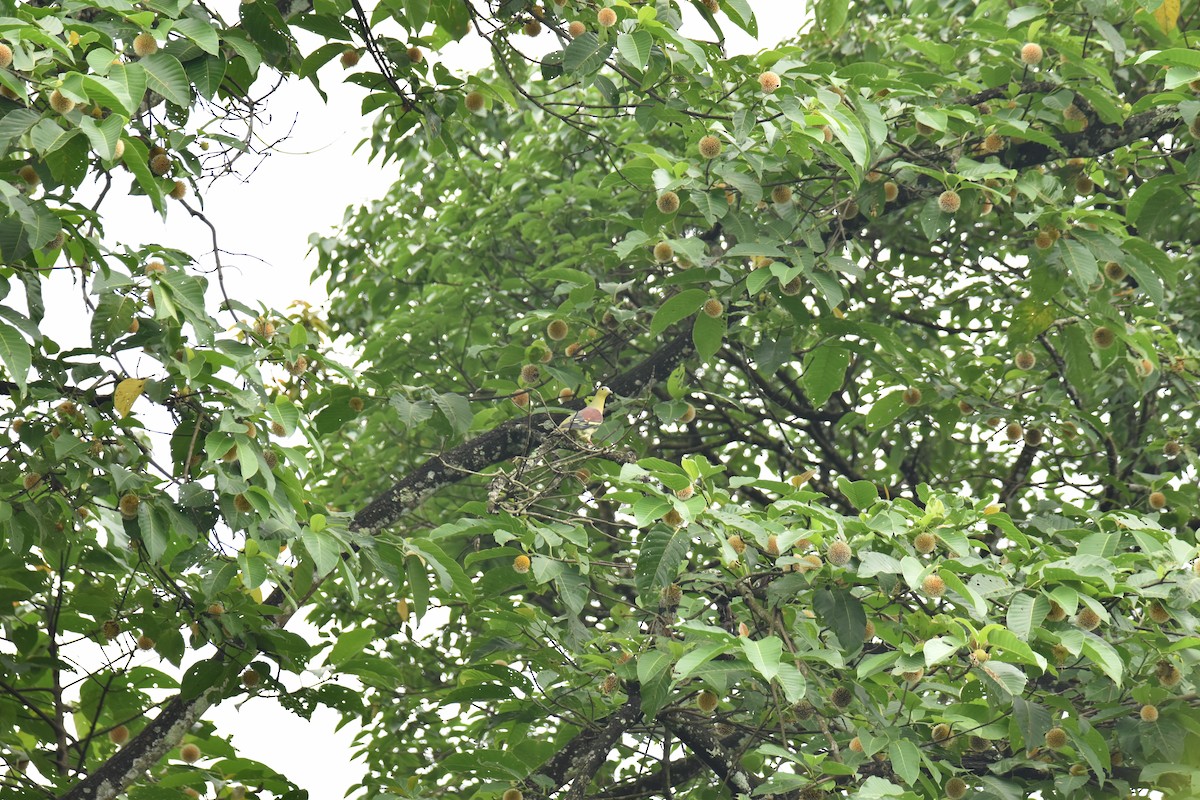 Ashy-headed Green-Pigeon - ML620205997