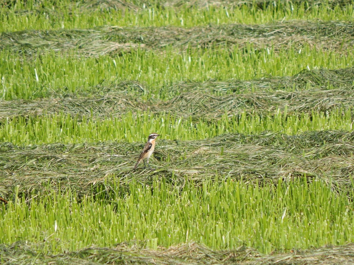 Whinchat - ML620206008