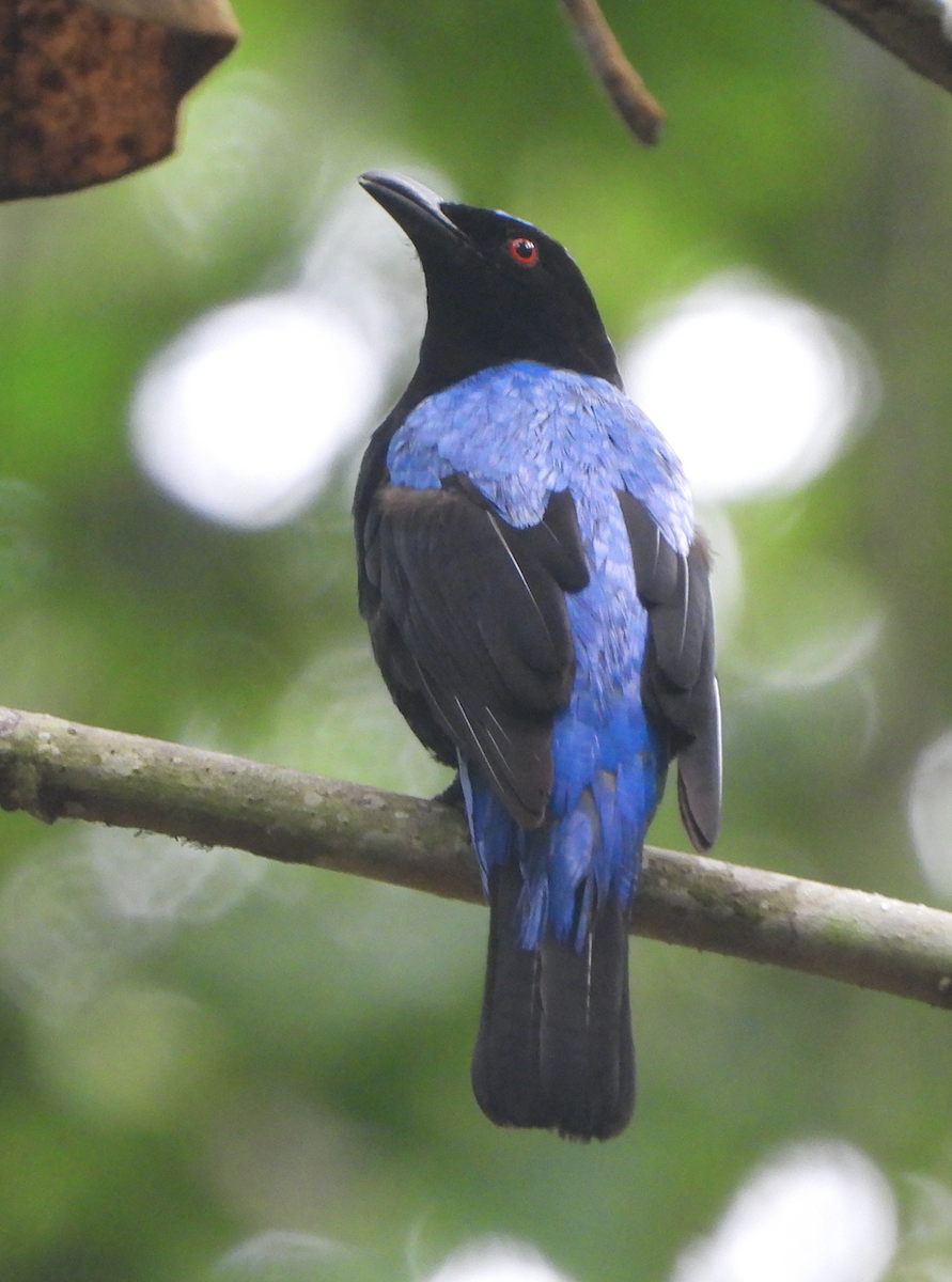 Asian Fairy-bluebird - ML620206026