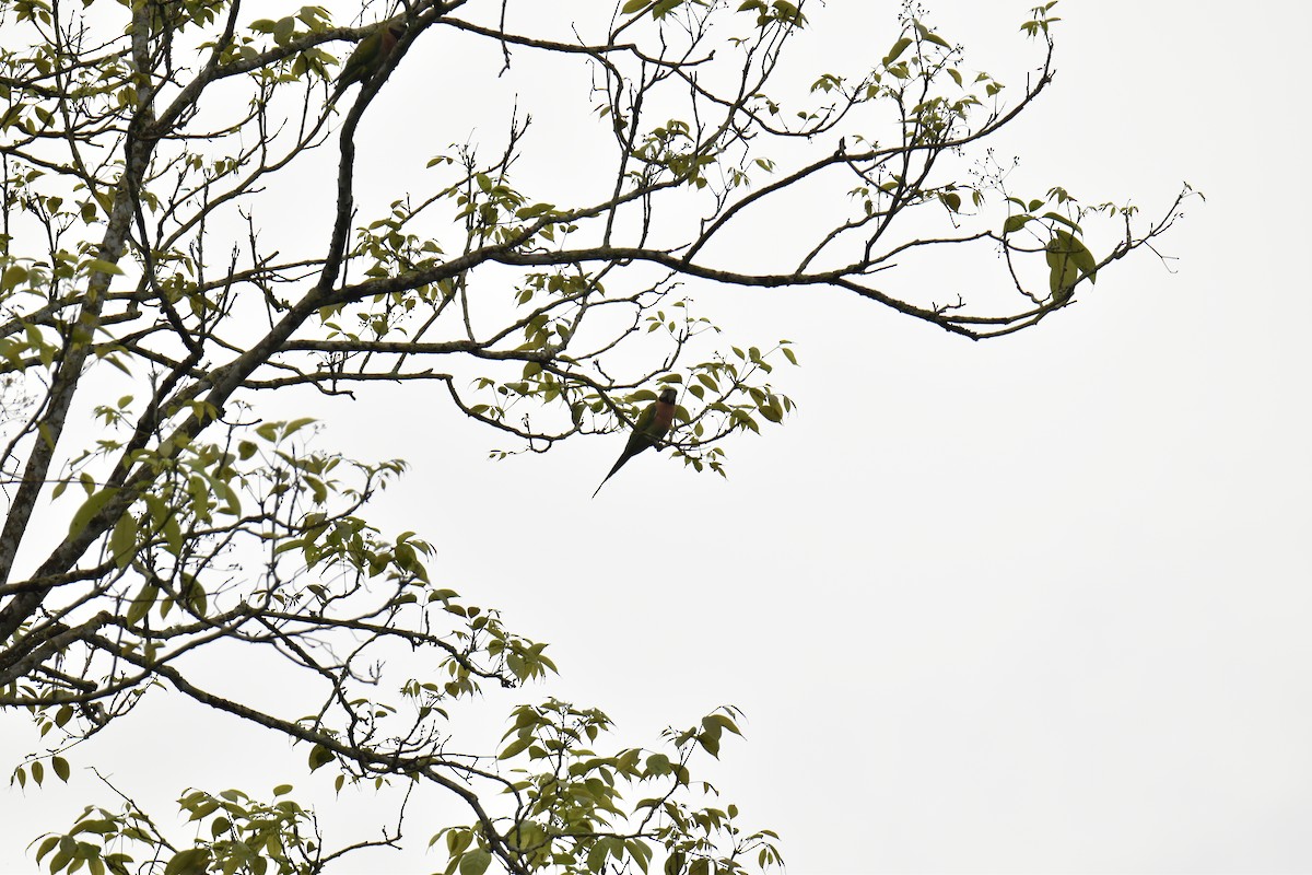 Red-breasted Parakeet - Anupam Dutta