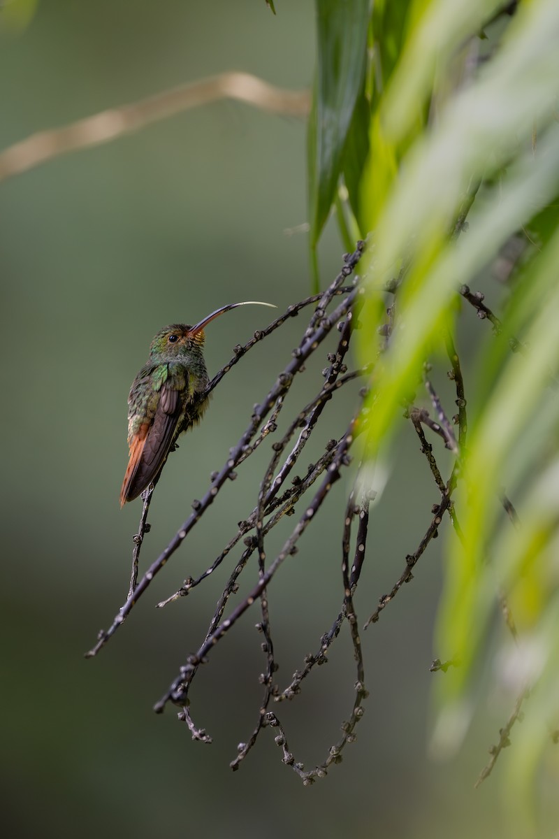 Rufous-tailed Hummingbird - ML620206030