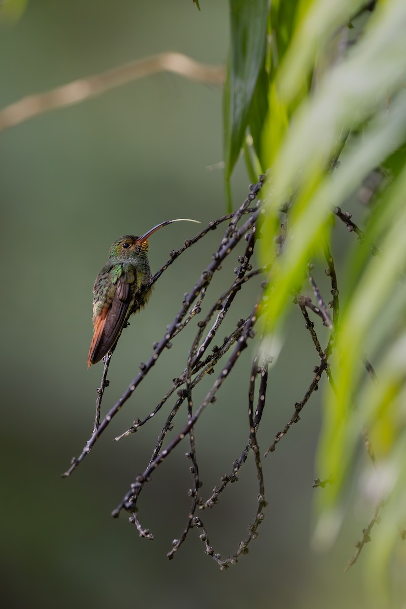 rusthalekolibri - ML620206030