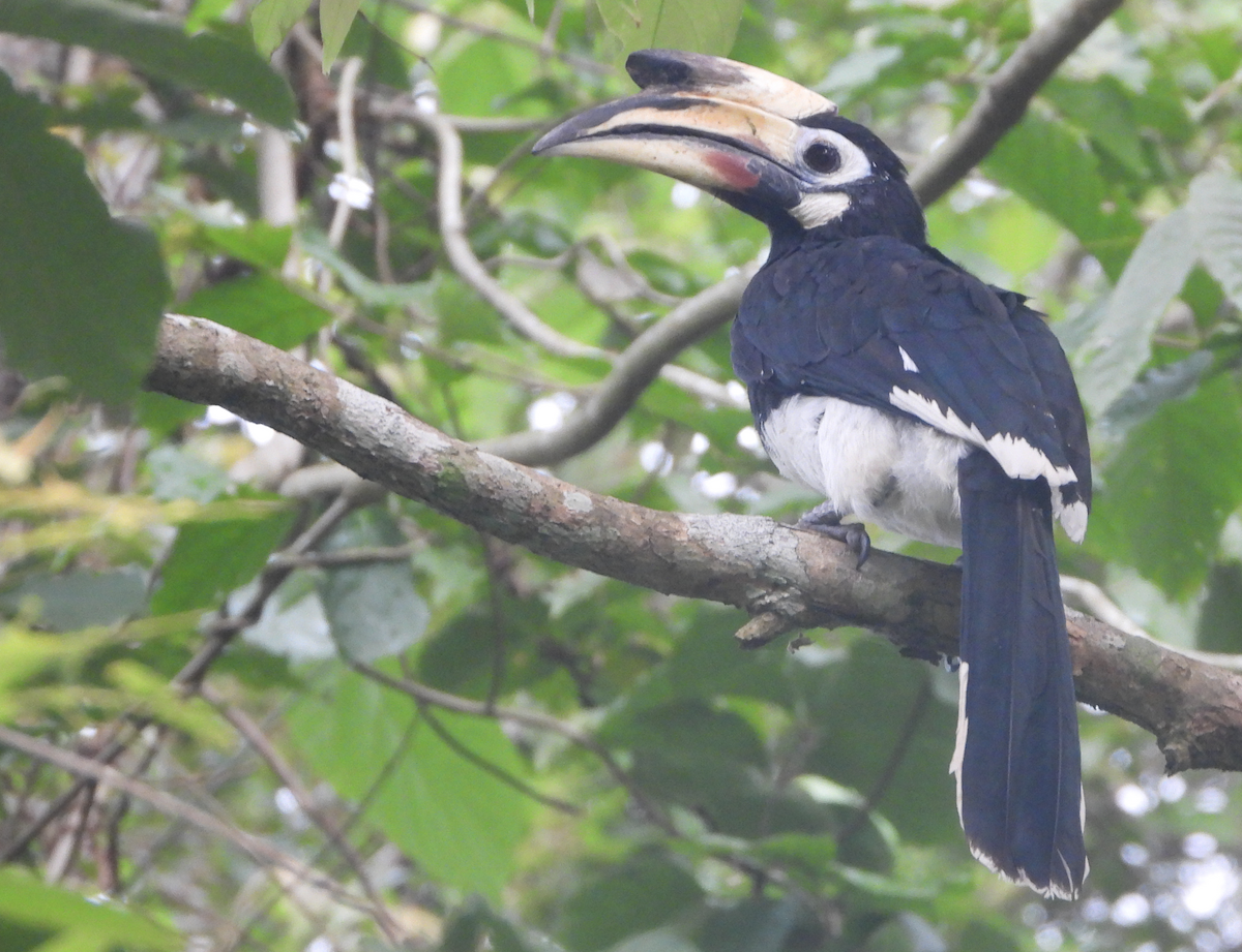 Oriental Pied-Hornbill - ML620206032