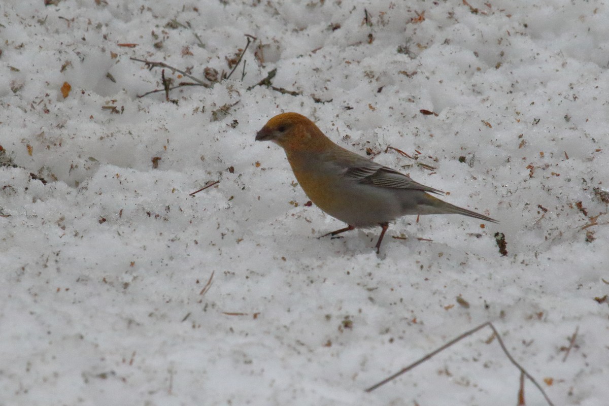 Pine Grosbeak - ML620206036