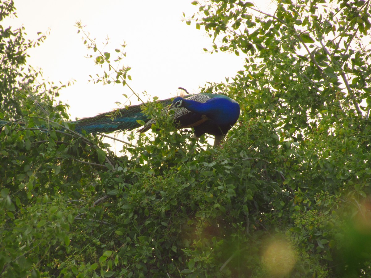 Indian Peafowl - ML620206038