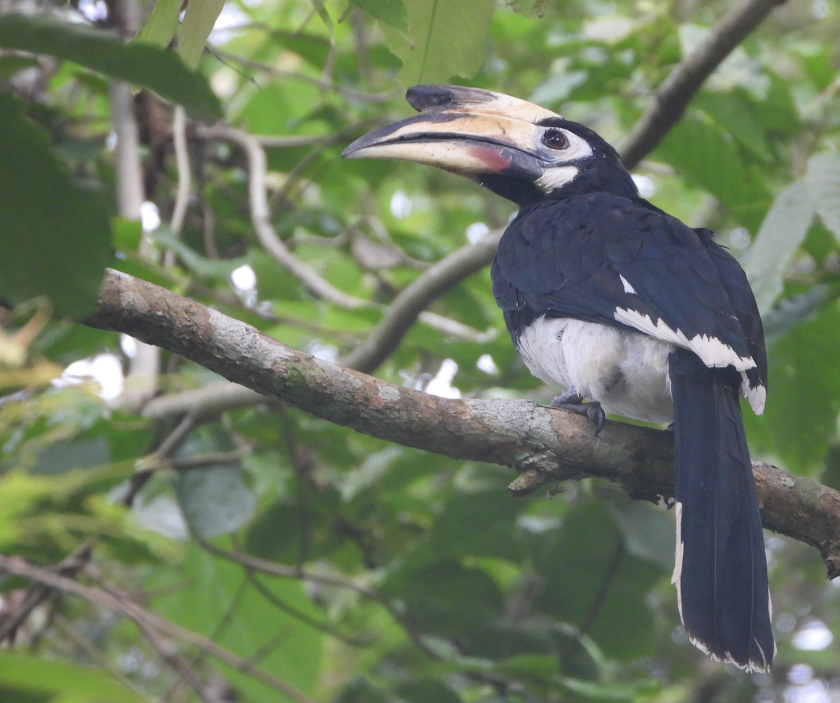 Oriental Pied-Hornbill - ML620206040