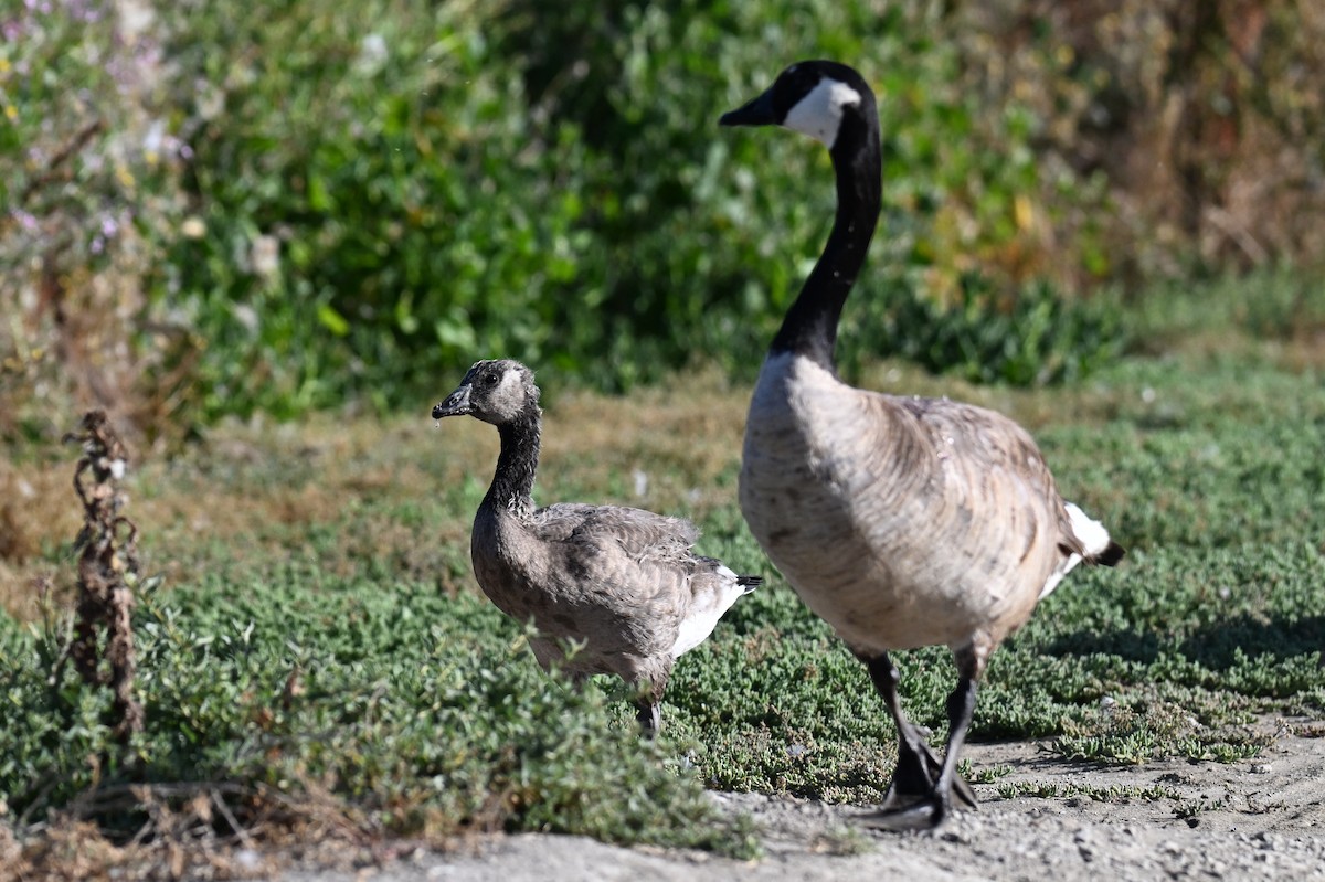 Canada Goose - ML620206041