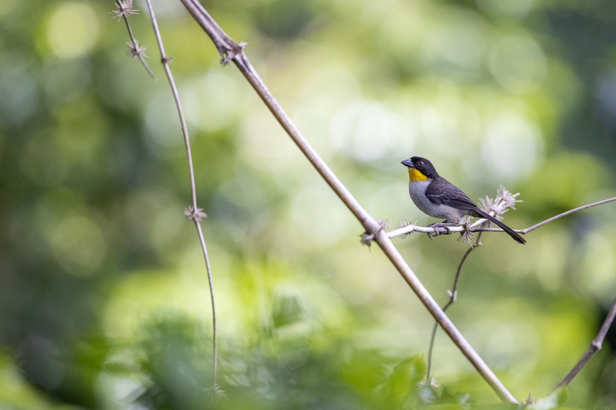 White-naped Brushfinch - ML620206042