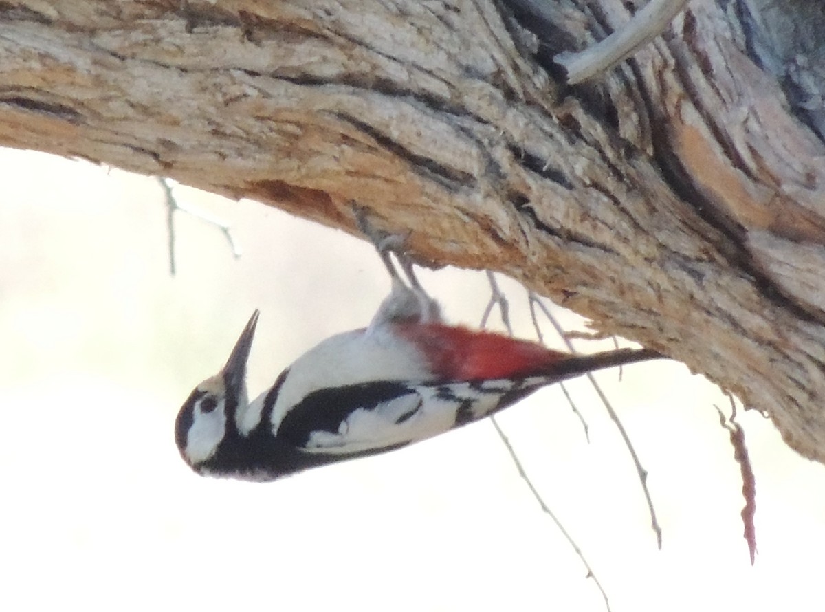 White-winged Woodpecker - ML620206044