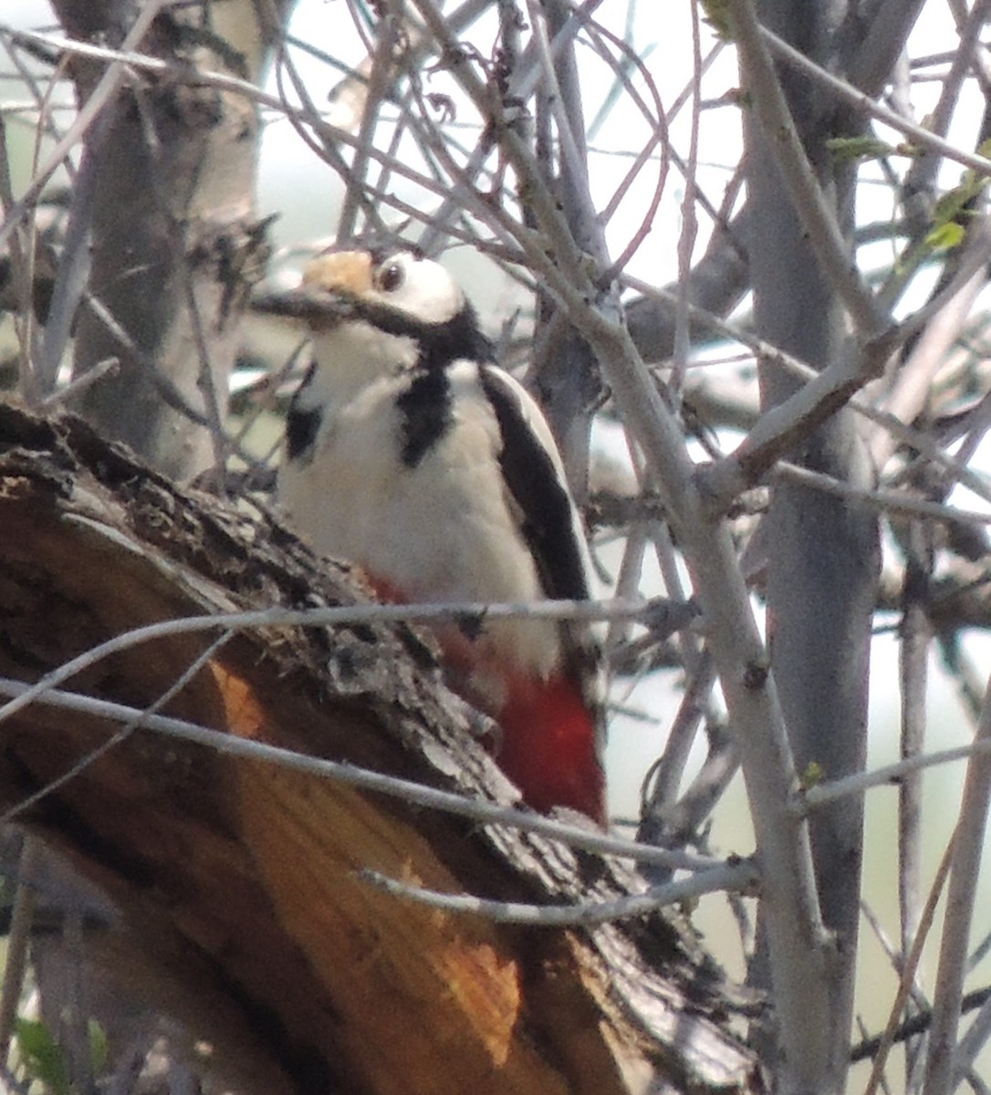 White-winged Woodpecker - ML620206045