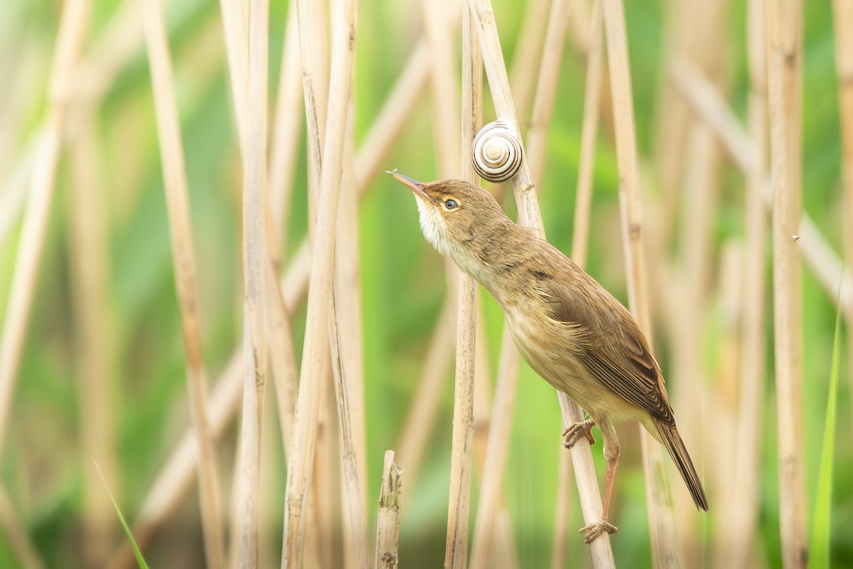 Common Reed Warbler (Common) - ML620206074