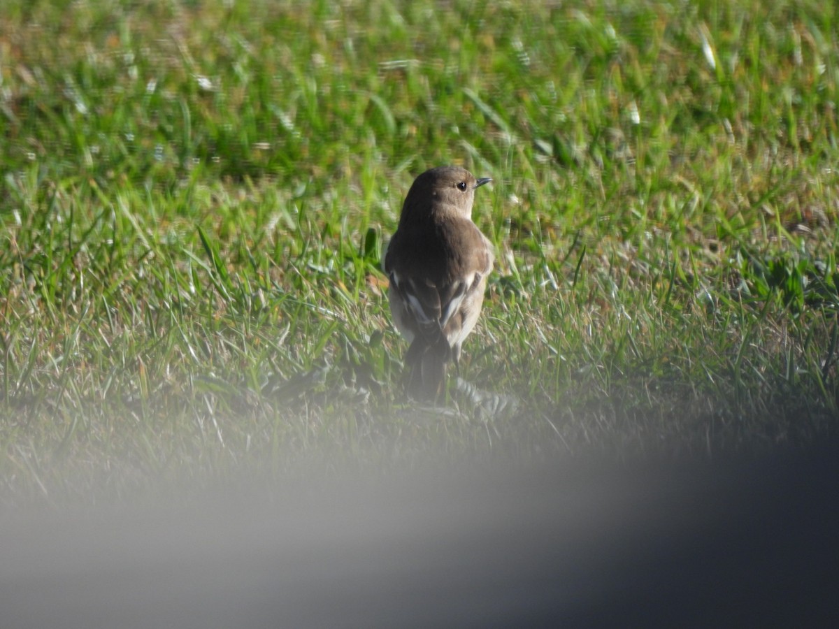 Dusky Robin - ML620206077