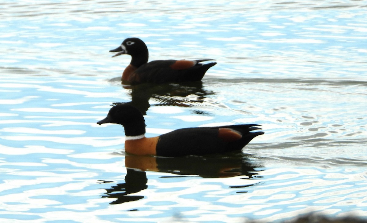 Australian Shelduck - ML620206079