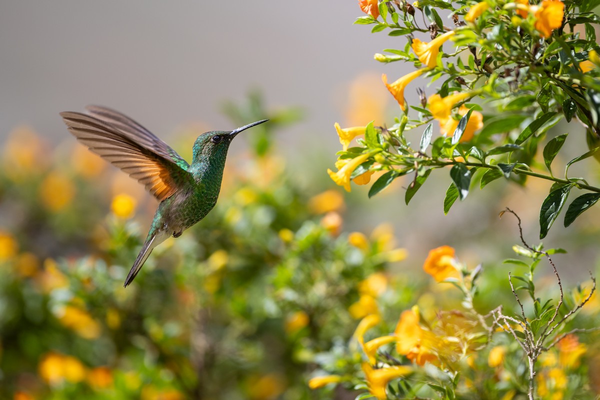 kolibřík páskoocasý - ML620206082