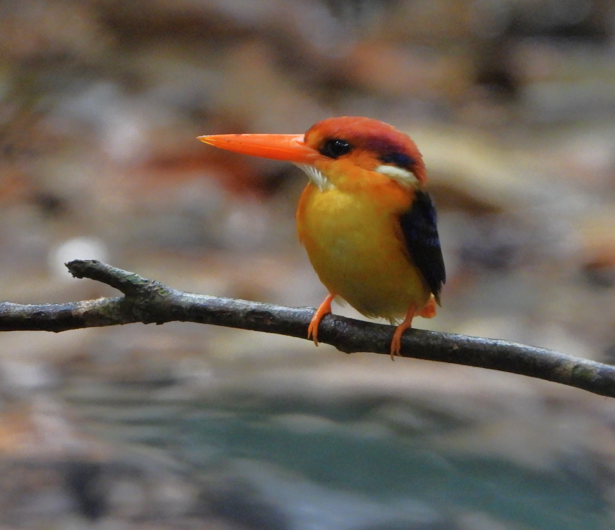 Black-backed Dwarf-Kingfisher - ML620206084