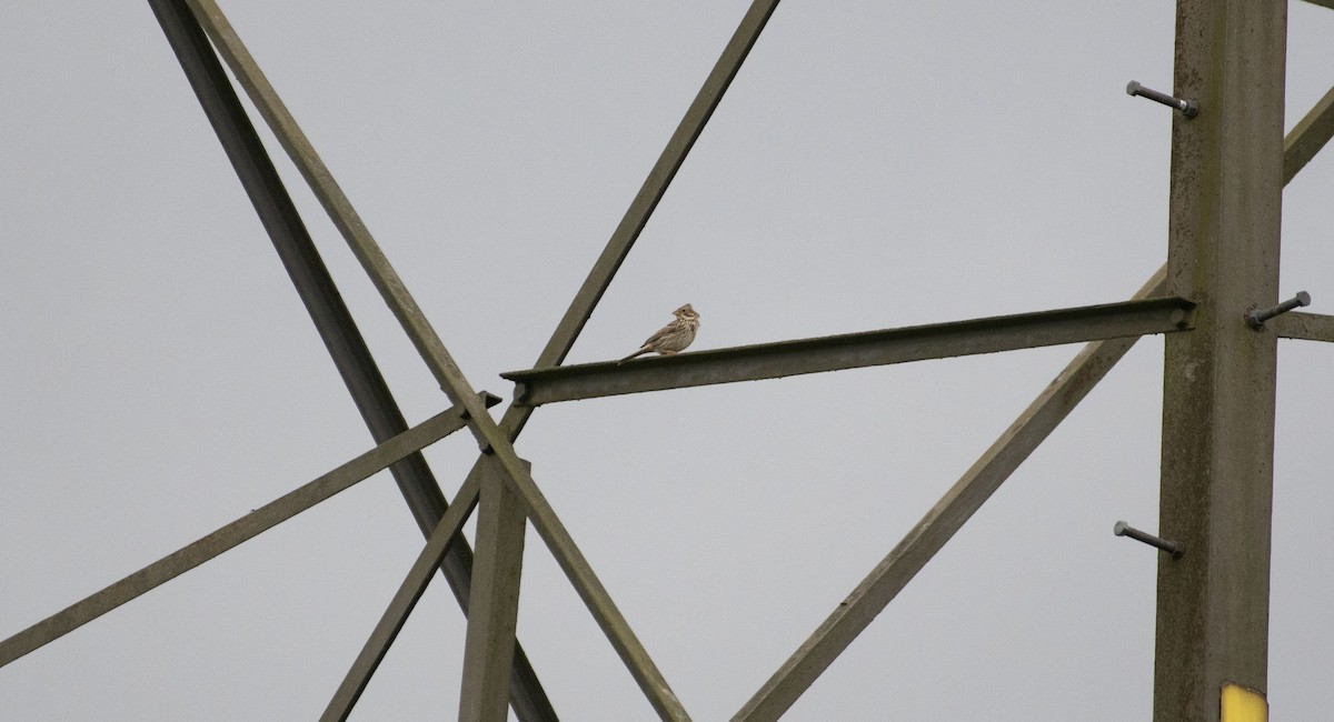 Corn Bunting - ML620206093
