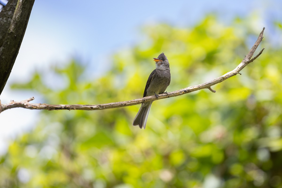 Dark Pewee - ML620206095