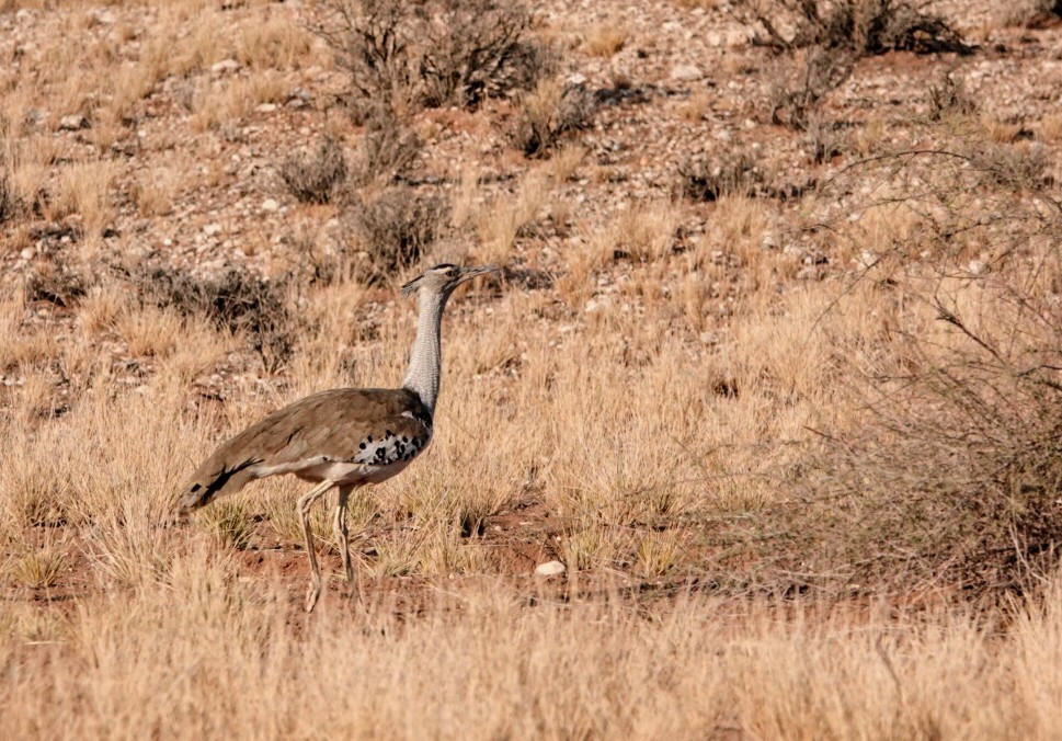 Kori Bustard - ML620206097