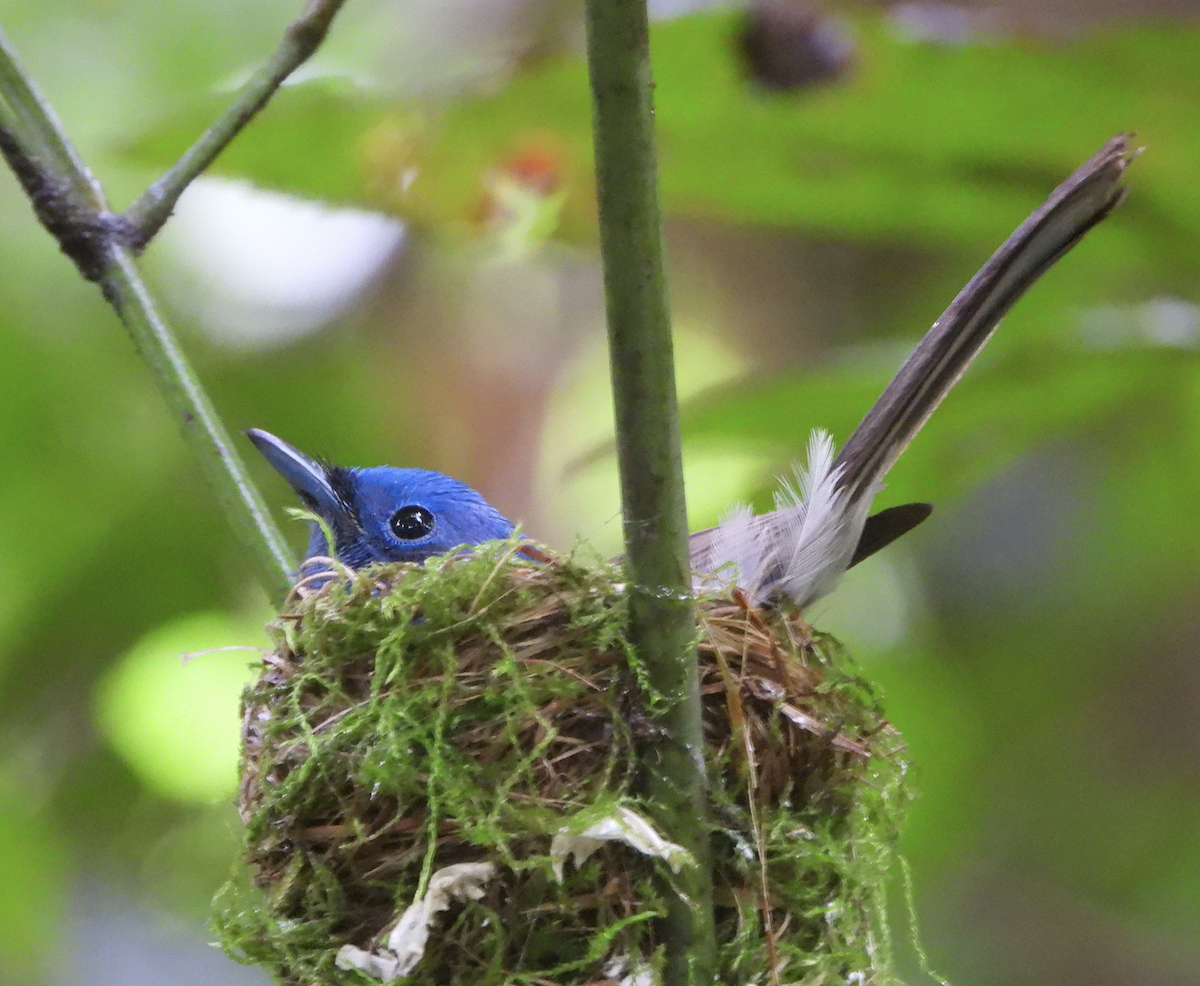 Black-naped Monarch - ML620206098