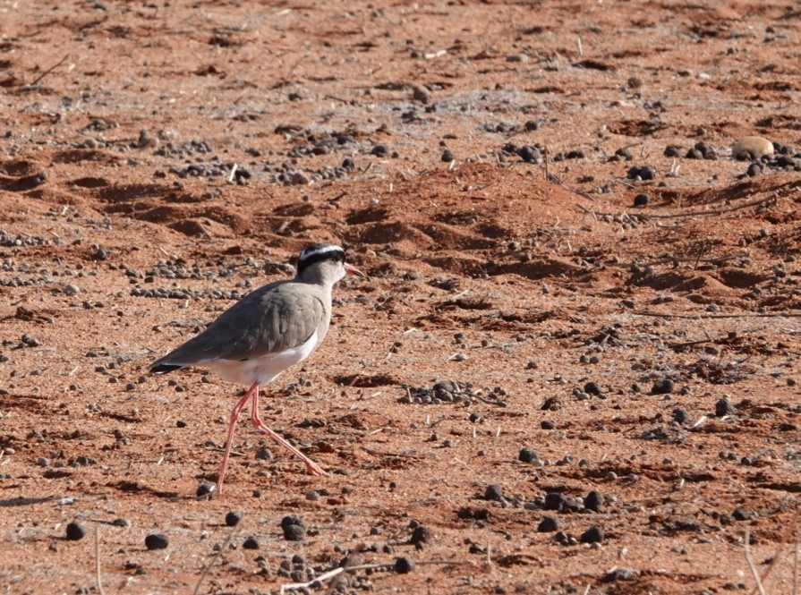 Crowned Lapwing - ML620206103