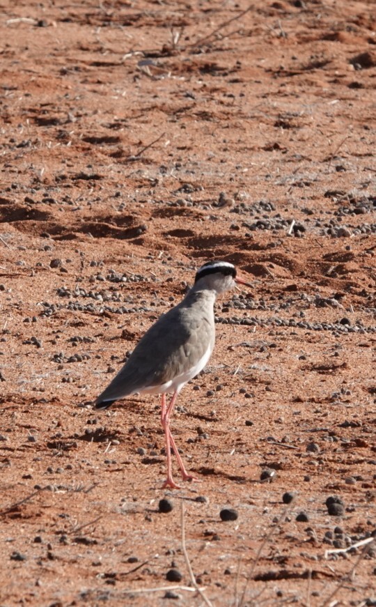 Crowned Lapwing - ML620206107